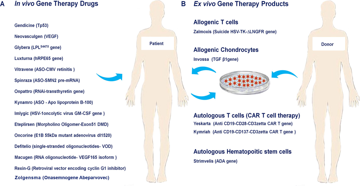 Development and Clinical Translation of Approved Gene Therapy Products for Genetic Disorders