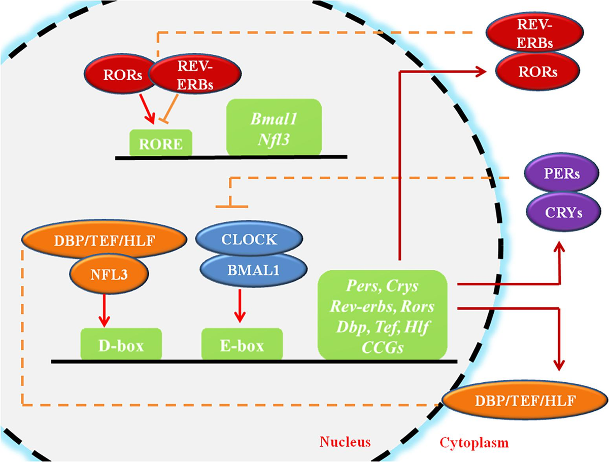 Amazon.co.jp: Circadian clocks from cell to : 広重力: 本