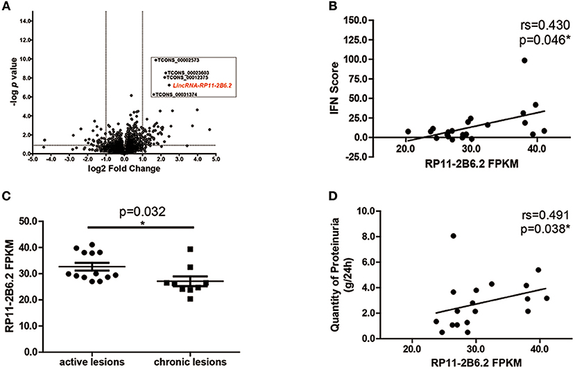 Frontiers | Identification of Renal Long Non-coding RNA RP11