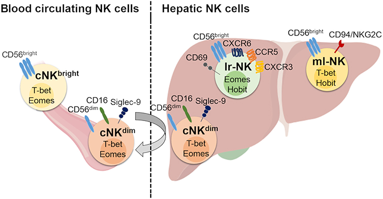 最も優遇 Frontiers | Hepatic Natural Killer Cells: Organ-Specific トップス