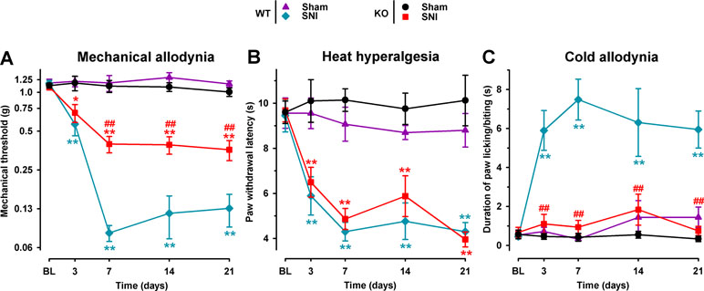 Frontiers | Sigma-1 Receptor Inhibition Reduces Neuropathic