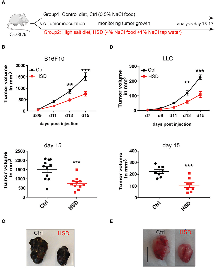 Frontiers | High Salt Inhibits Tumor Growth by Enhancing