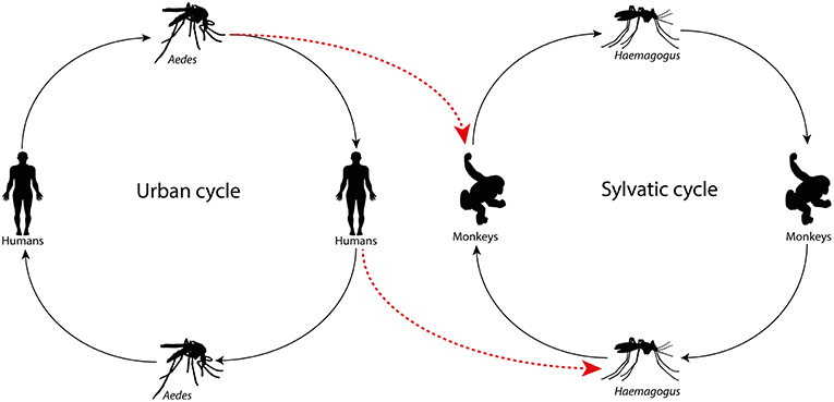 Urbane cycle online