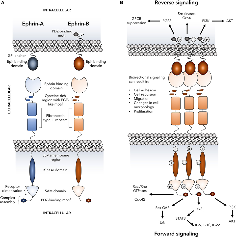 【ついに再販開始！】 Roles Emerging | Frontiers for Ephrin and Receptors Eph テレビ