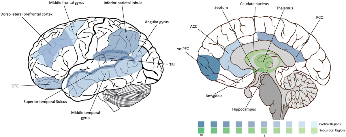 Morality and Brain