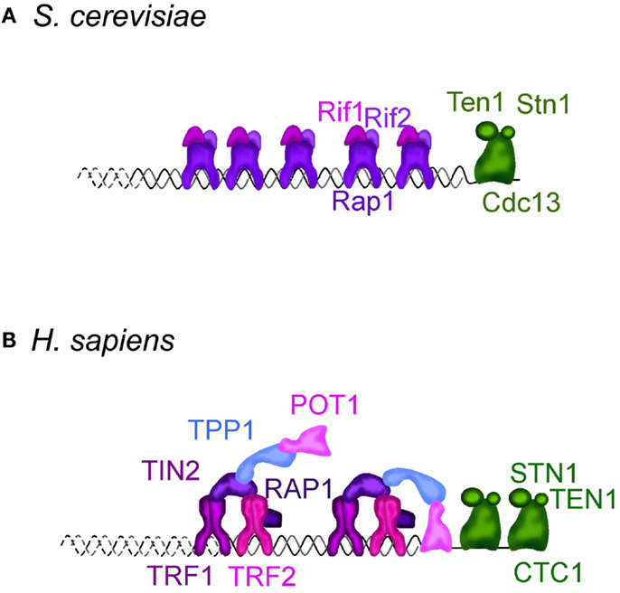 Frontiers | Saccharomyces cerevisiae as a Model to Study