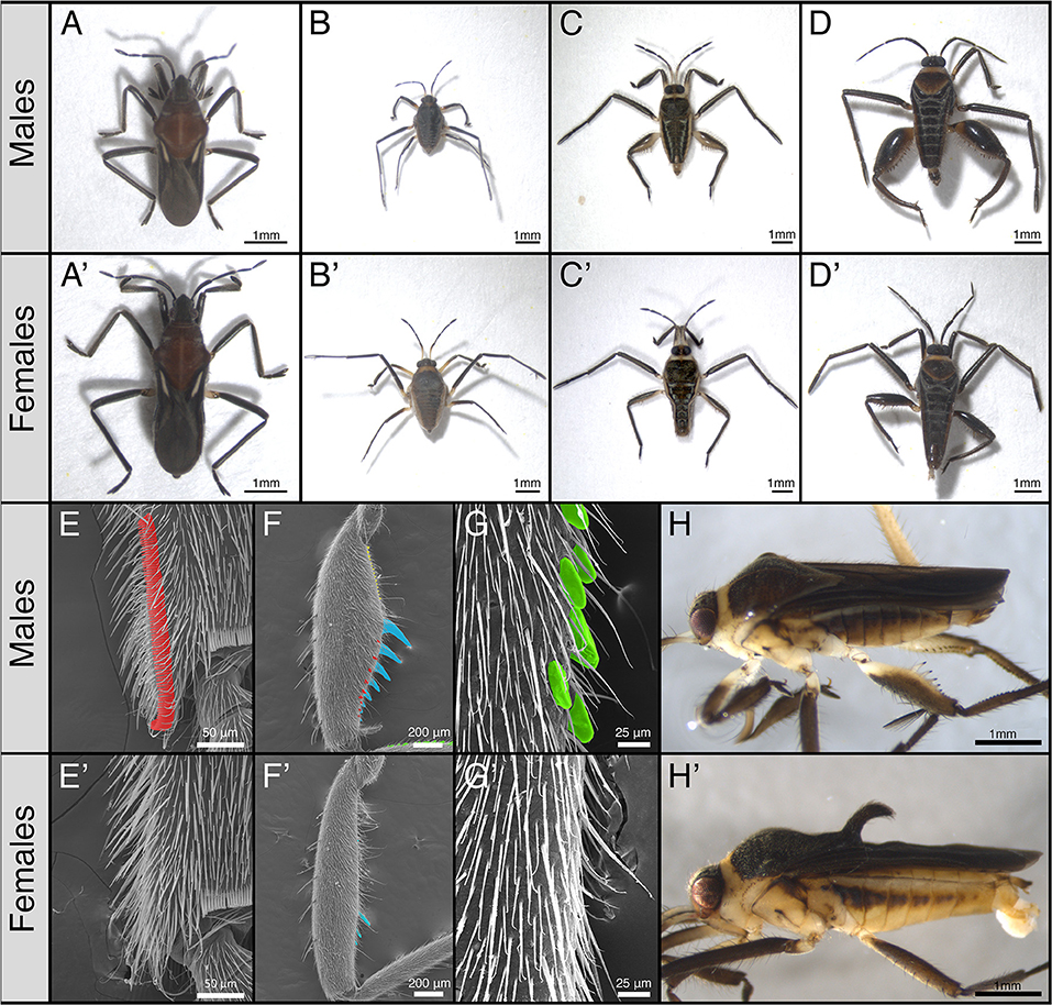 The Evolution of Insect Mating Systems: Thornhill, Randy