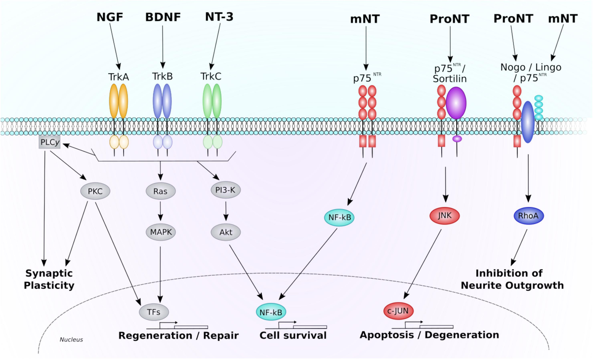 Frontiers | Therapeutic Potential of Neurotrophins for
