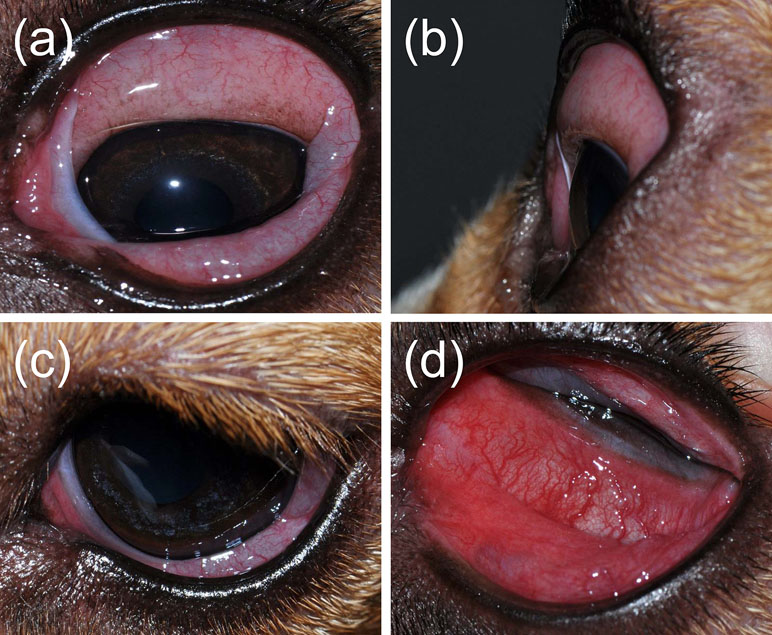 Natural conjunctivitis treatment dogs top