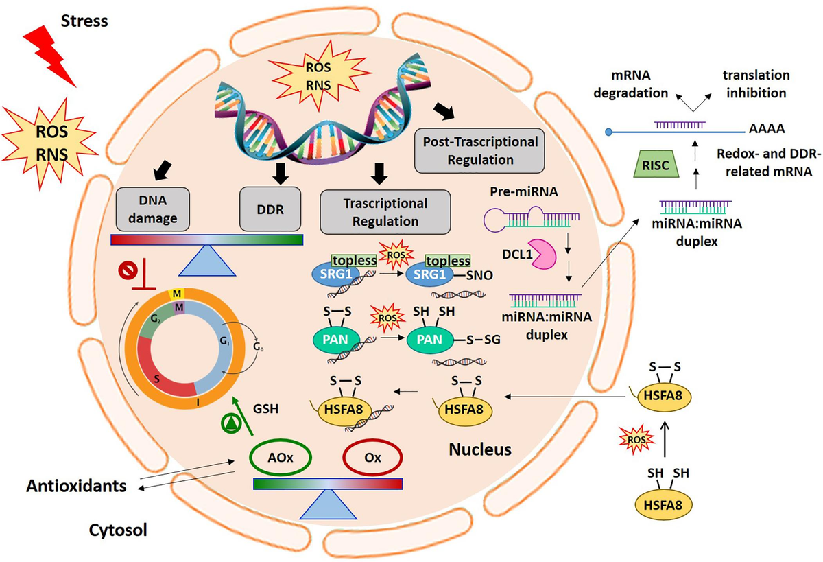 Frontiers | Redox Balance-DDR-miRNA Triangle: Relevance in