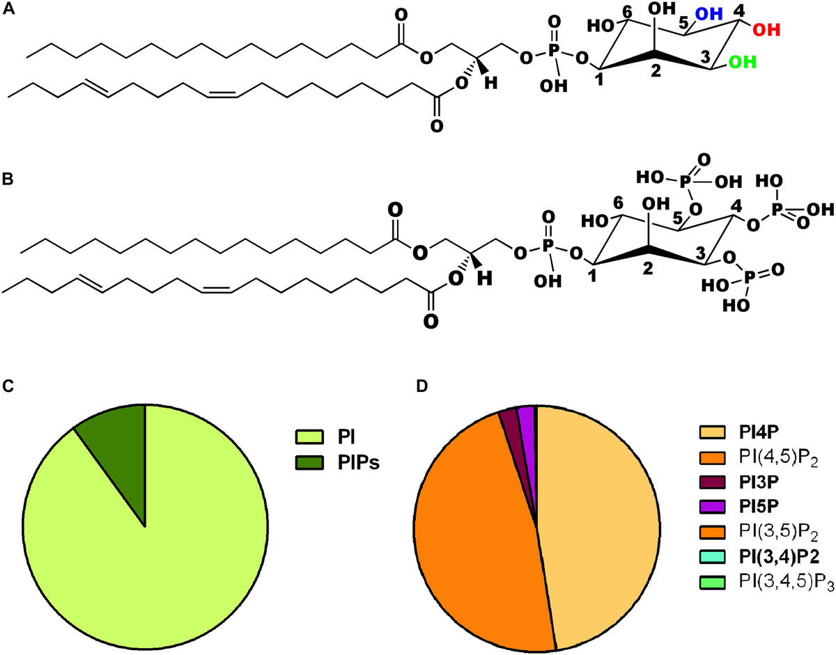 Phosphoinositides: Regulators of Nervous System Function in Health and Disease