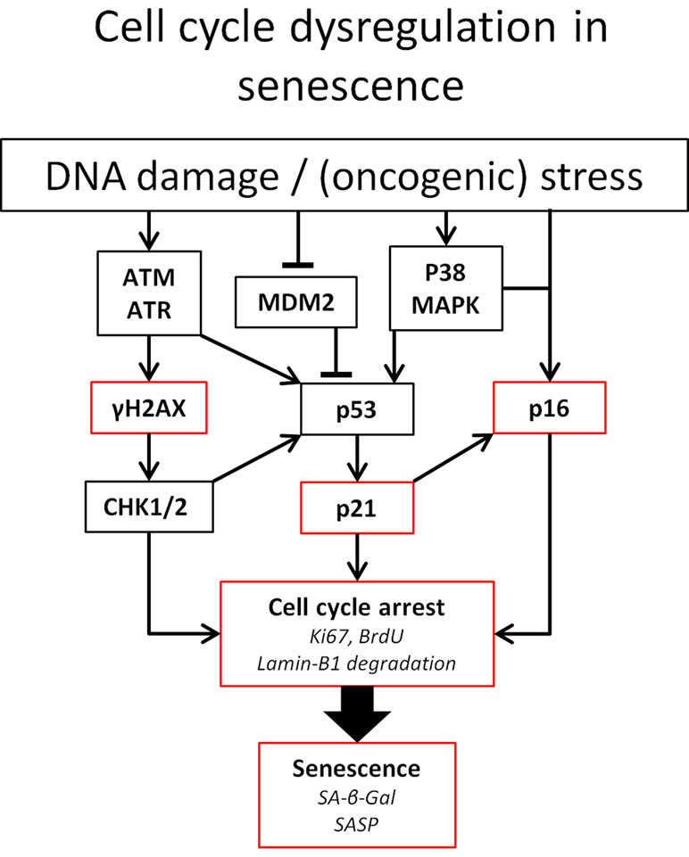 Frontiers | Cellular Senescence and the Kidney: Potential