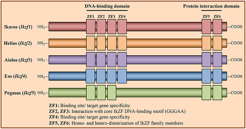 Frontiers | Ikaros Zinc Finger Transcription Factors