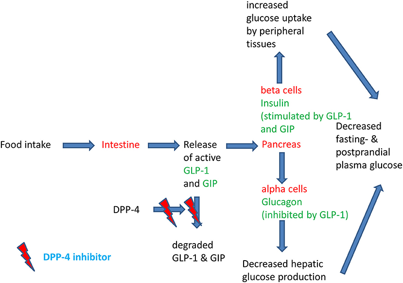Frontiers | Clinical Use of DPP-4 Inhibitors
