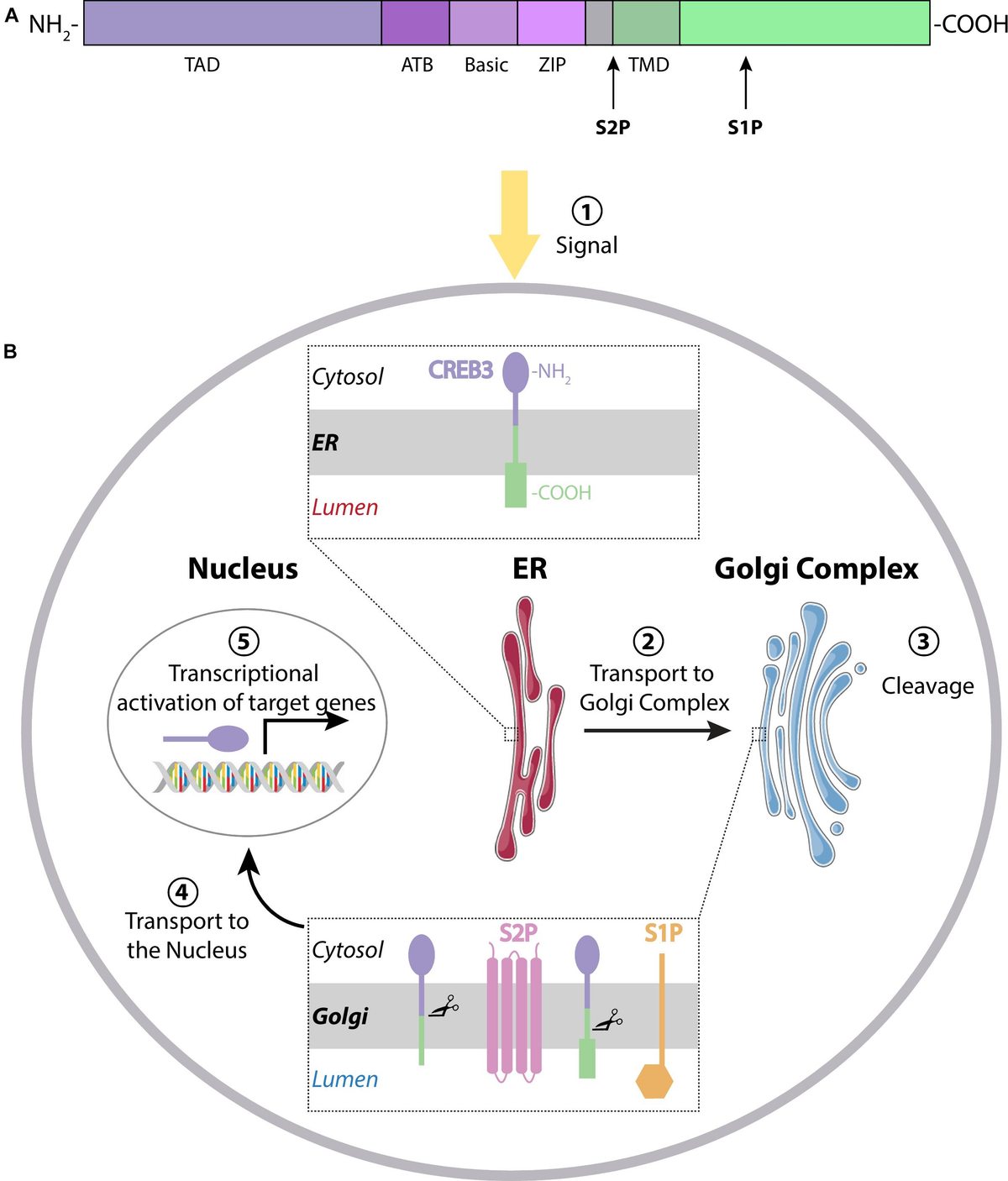 注目のブランド Transcription CREB3 | Frontiers Factors: Stress ER-Golgi 洋書