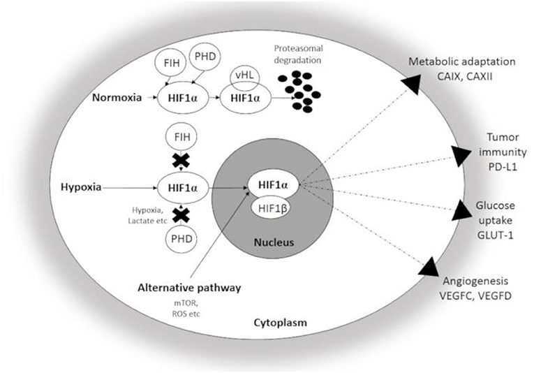 Frontiers | Sustain, Adapt, and Overcome—Hypoxia Associated