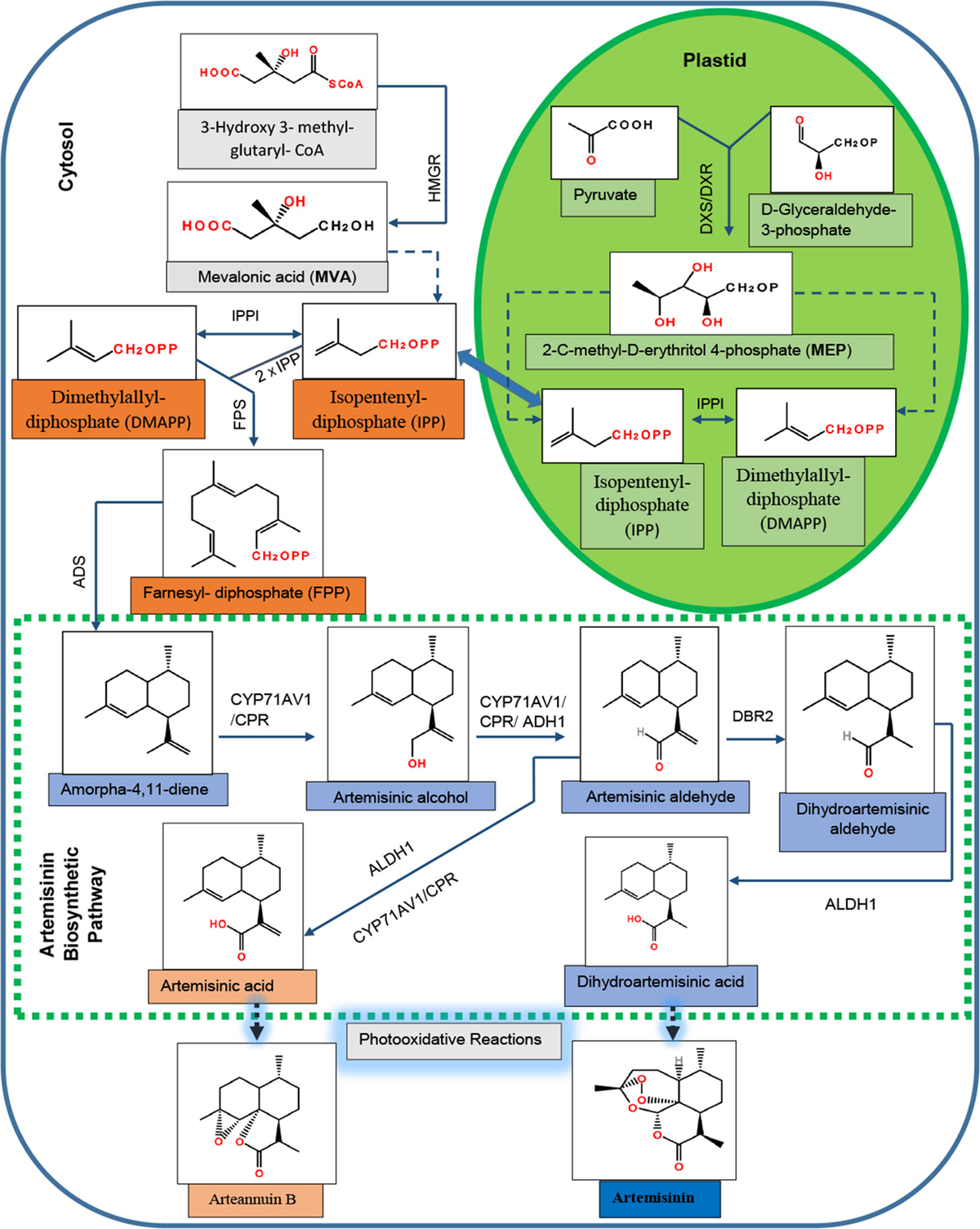 Frontiers | The YABBY Family Transcription Factor AaYABBY5