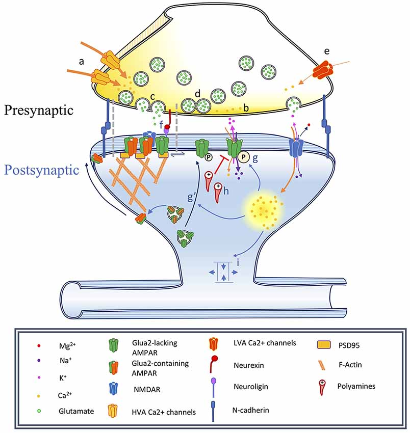 Frontiers | Approaches and Limitations in the Investigation