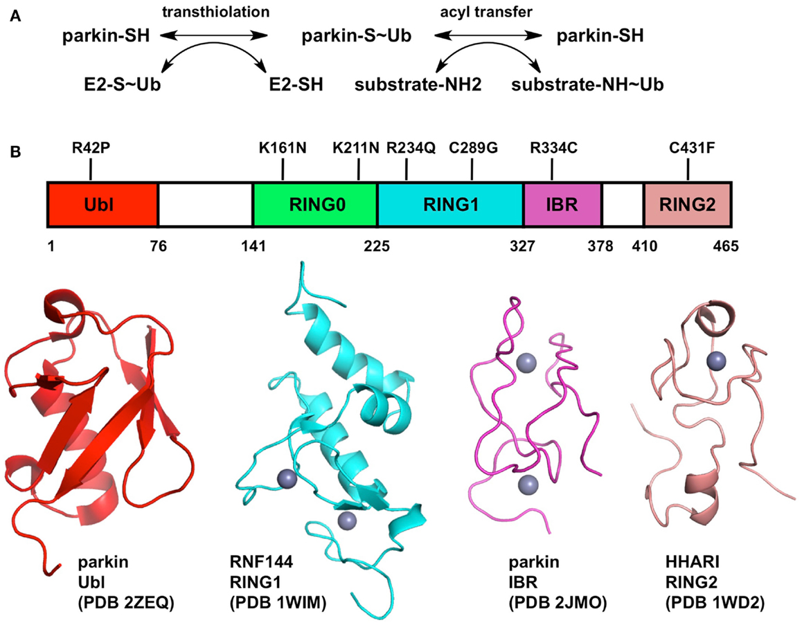 Frontiers | Structure and Function of Parkin, PINK1, and DJ