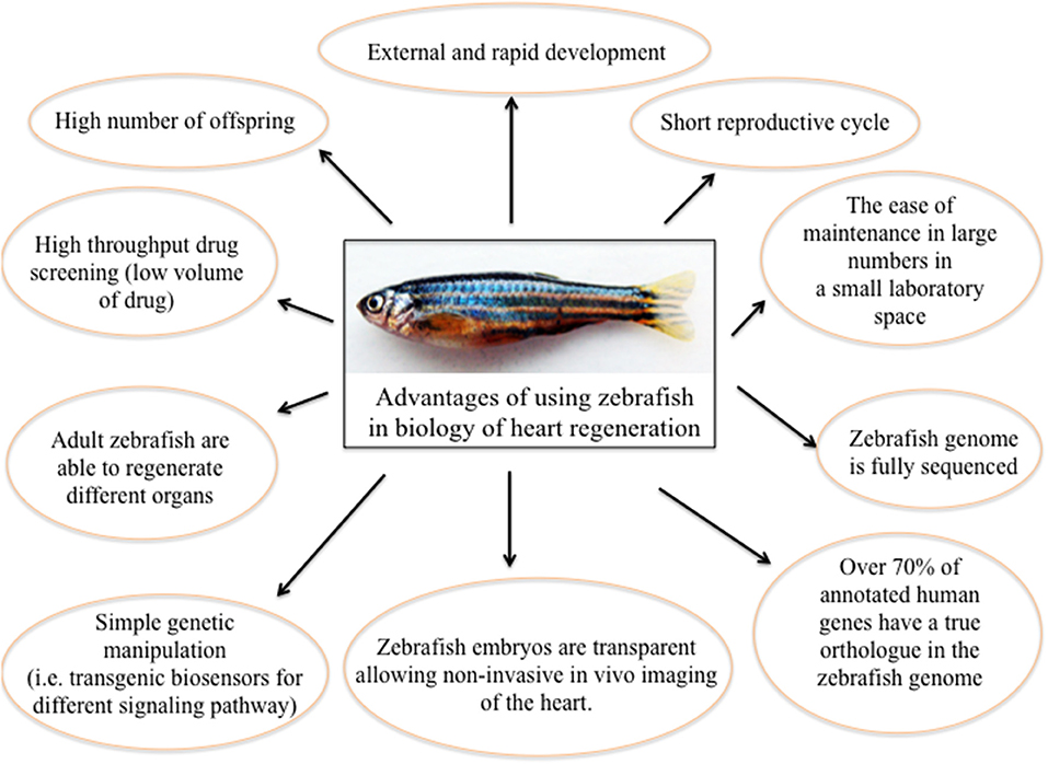 Zebrafish care on sale