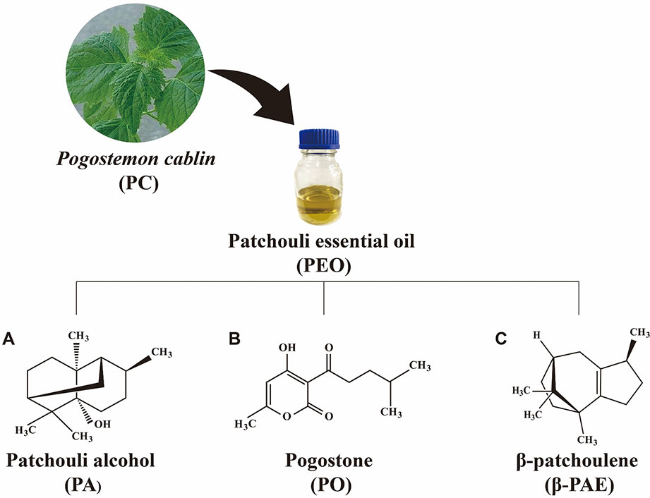 Frontiers | Patchouli Essential Oil and Its Derived