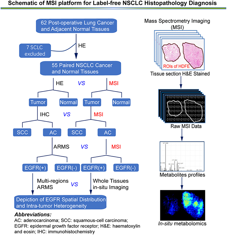 Frontiers | Accurate Classification of Non-small Cell Lung