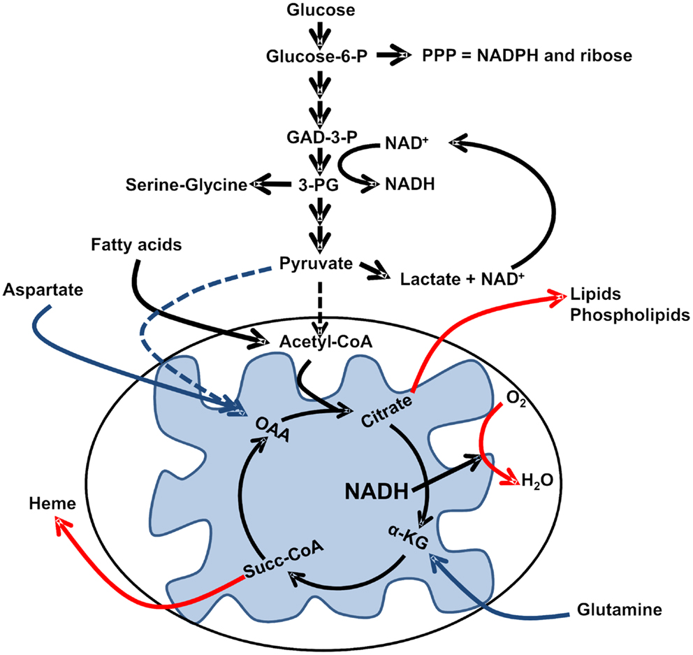 Long-Term Exposure to Ambient Fine Particles and Heart Rate