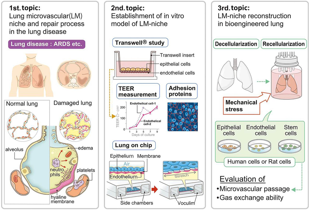 安い購入 Frontiers | Lung Microvascular Niche, Repair, and Engineering 洋書
