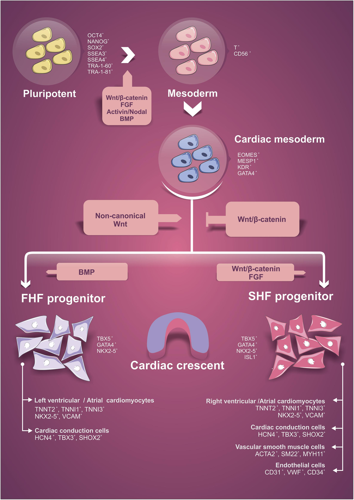 Frontiers | Cardiomyogenesis Modeling Using Pluripotent Stem