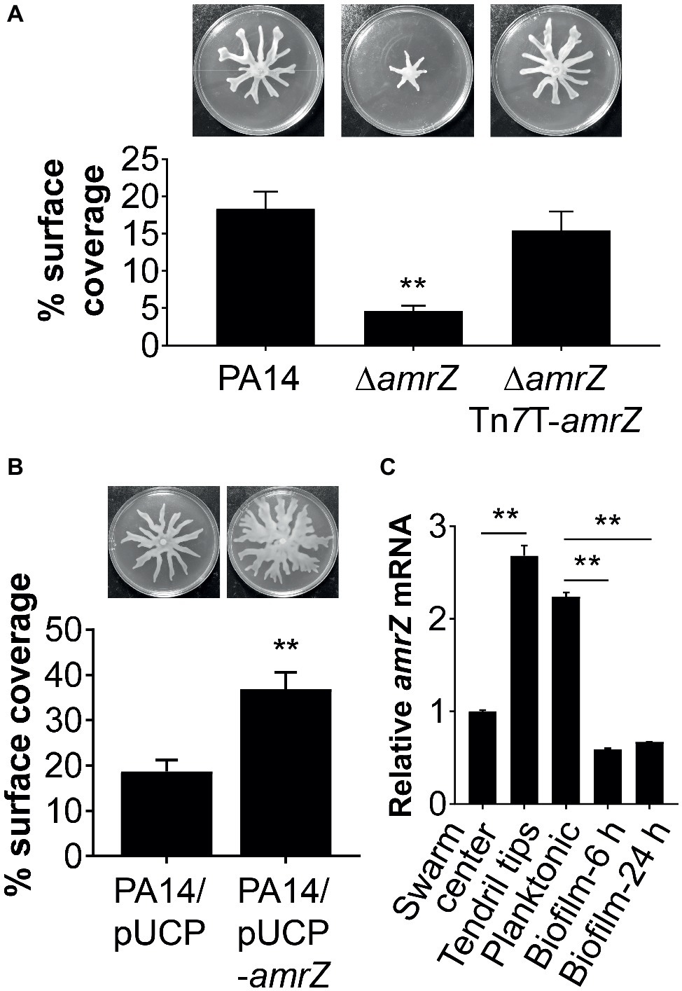 Frontiers | AmrZ Regulates Swarming Motility Through Cyclic