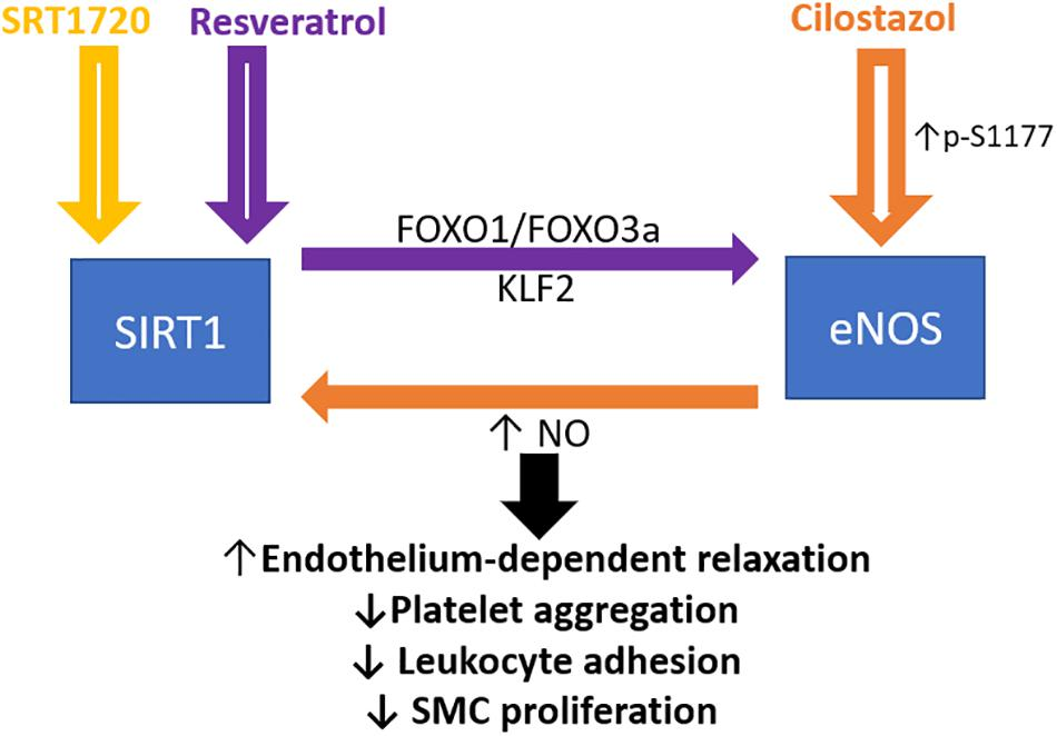 Frontiers | The Role of Sirtuin1 in Regulating Endothelial