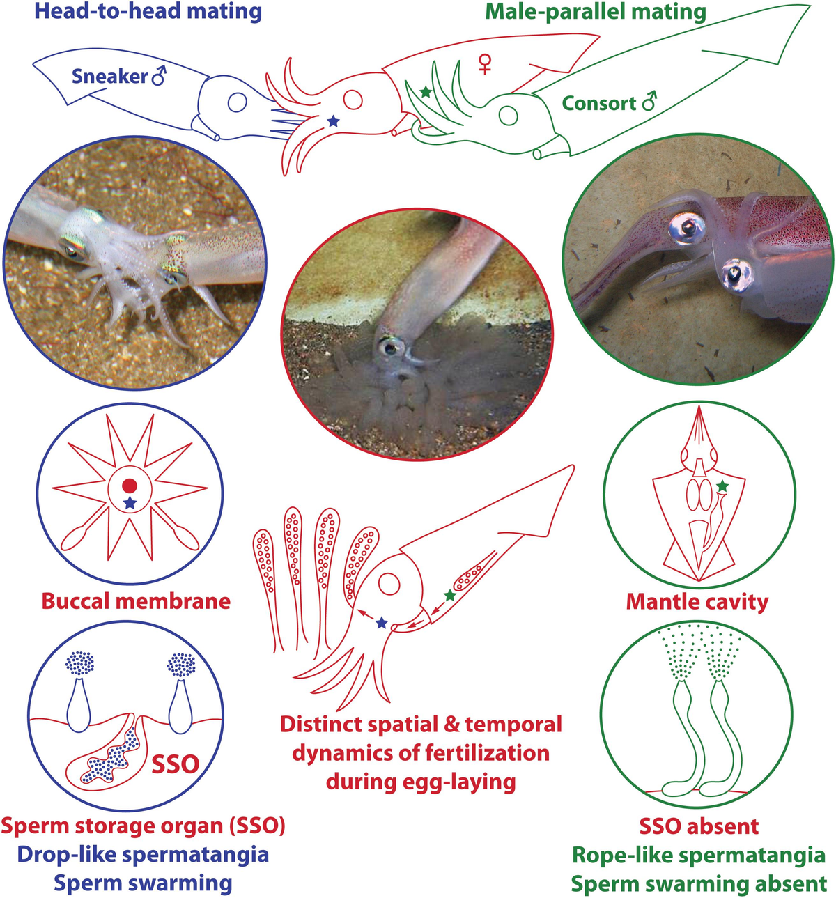洋書 The Evolution of Insect Mating Systems Amazon.com: The evolution of insect mating systems