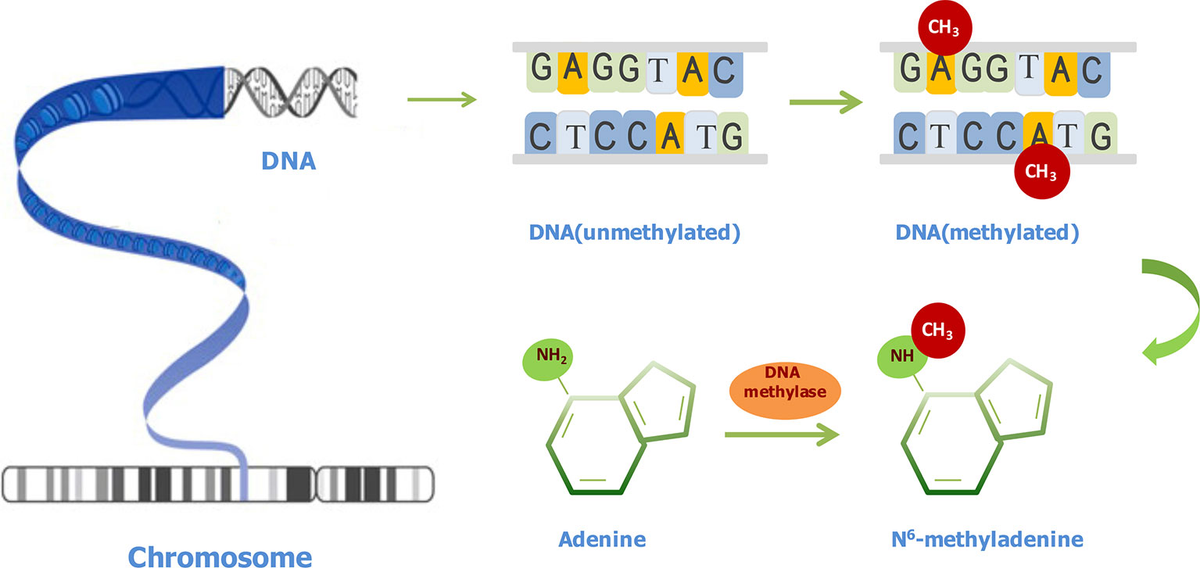 激安アウトレット通販 Frontiers | iDNA6mA-Rice: A Computational Tool for Detecting 靴