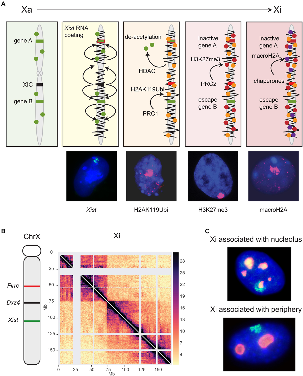 Frontiers | X Inactivation and Escape: Epigenetic and Frontiers | X Inactivation and Escape: Epigenetic and
