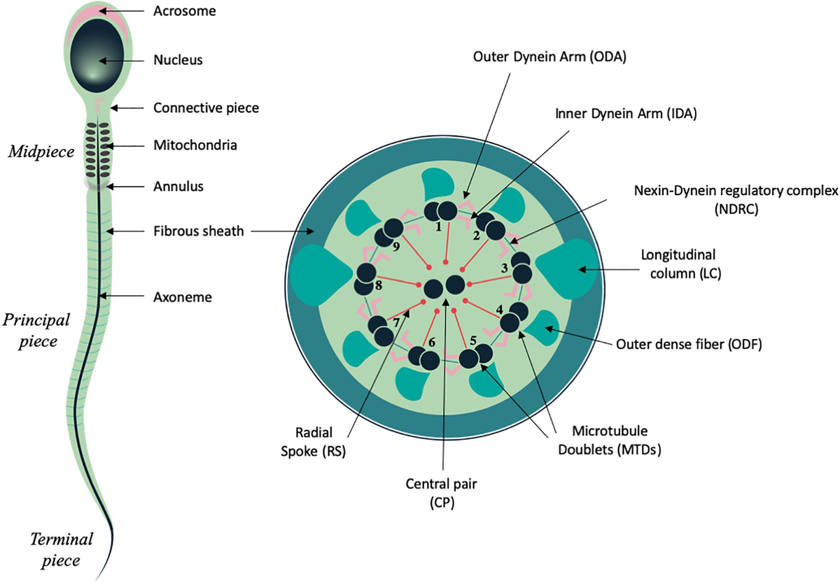 Frontiers | Importance of SLC26 Transmembrane Anion