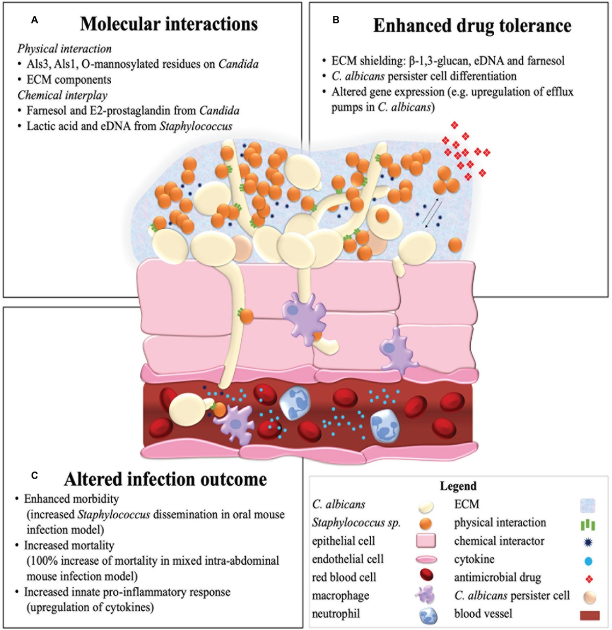 Candida albicans treatment discount