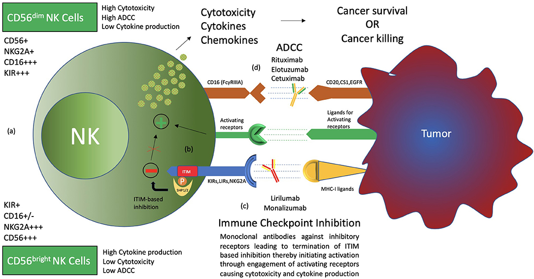 Frontiers | NK Cell-Based Immune Checkpoint Inhibition