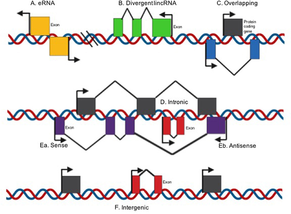Frontiers | LncRNAs as Regulators of Autophagy and Drug