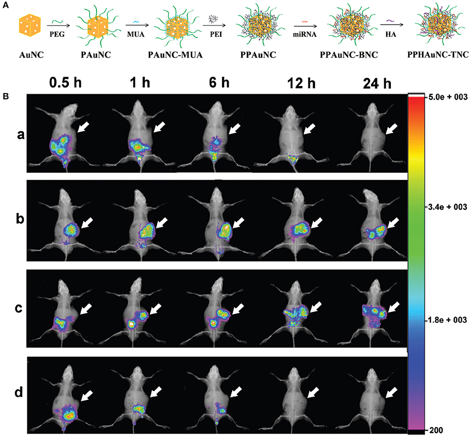最高級のスーパー Frontiers | Bioimaging for Nanomaterials Active Optically テープ・マスキングテープ