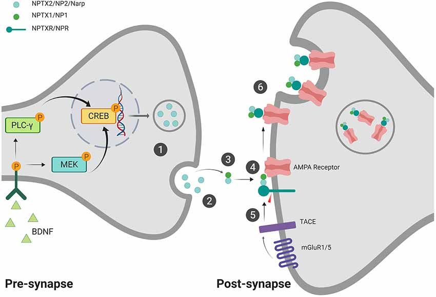 ビタミン TX2 Coiled-coil structure of meiosis protein TEX12 and