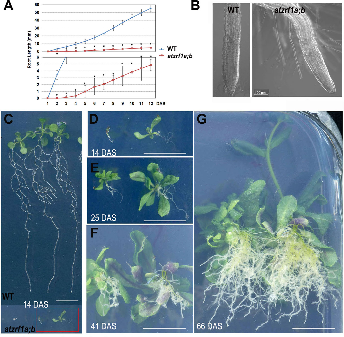 ち*ぷ様 ディアステマDiastema cf. fimbriatoloba ドルステニア フォエチダ hyb. Dorstenia foetida hyb. no.714