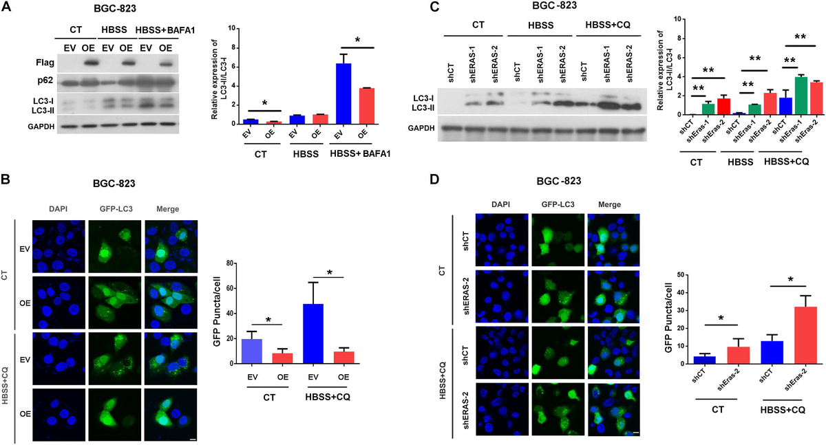 【中古】 Allegaeon / Apoptosis Caspase involvement in autophagy | Cell Death & Differentiation