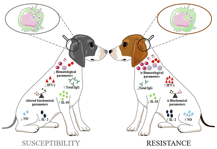 Sandfly treatment for dogs online