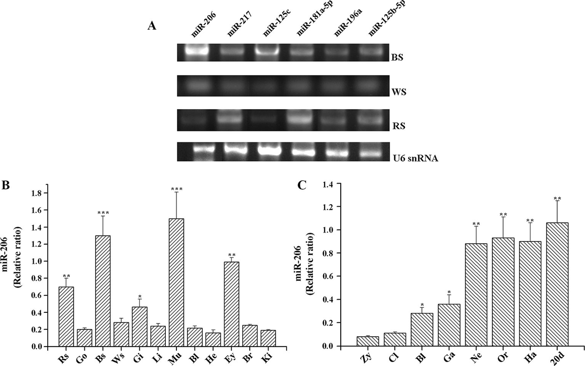Frontiers | MicroRNA-206 Regulation of Skin Pigmentation in
