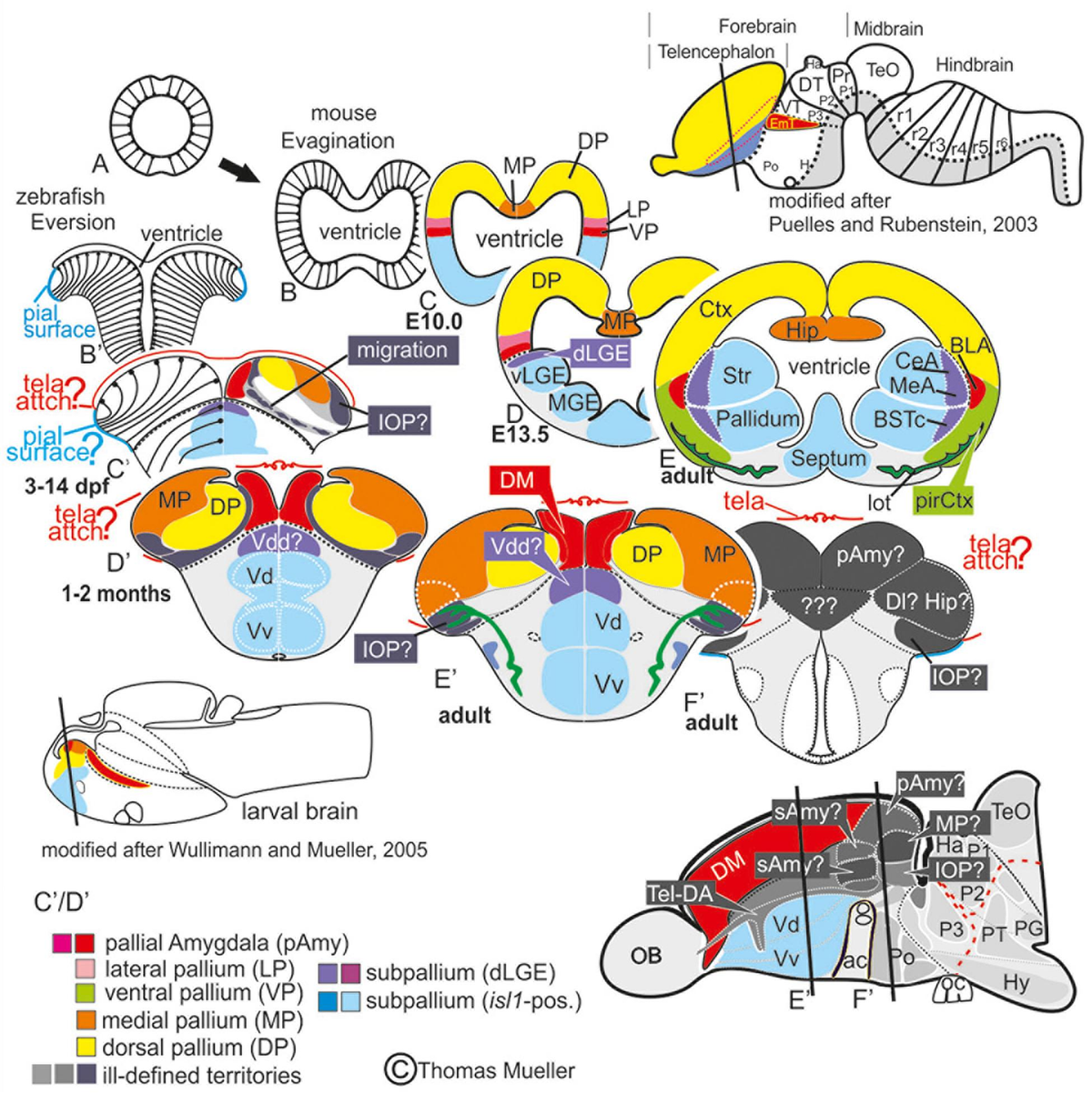 Functional Morphology in Vertebrate Paleontology: Thomason