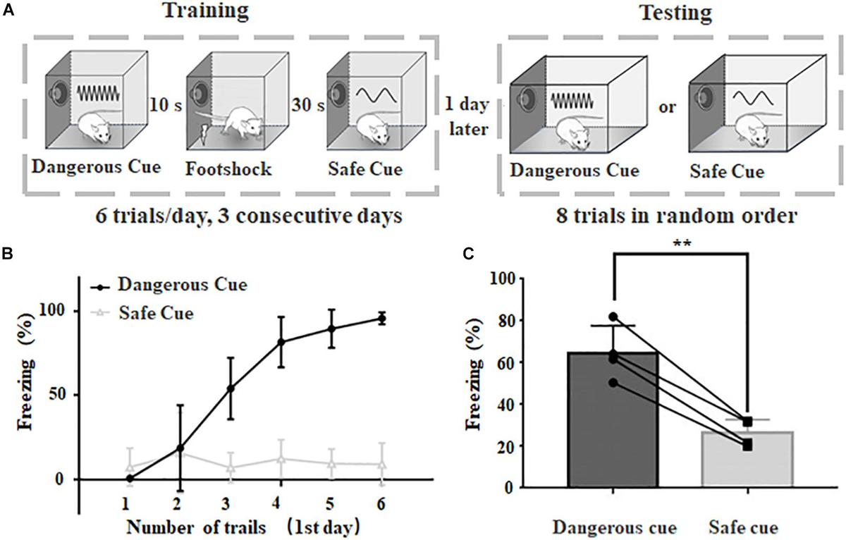 Frontiers Anterior Auditory Field Is Needed for Sound Categorization Frontiers Anterior Auditory Field Is Needed for Sound Categorization