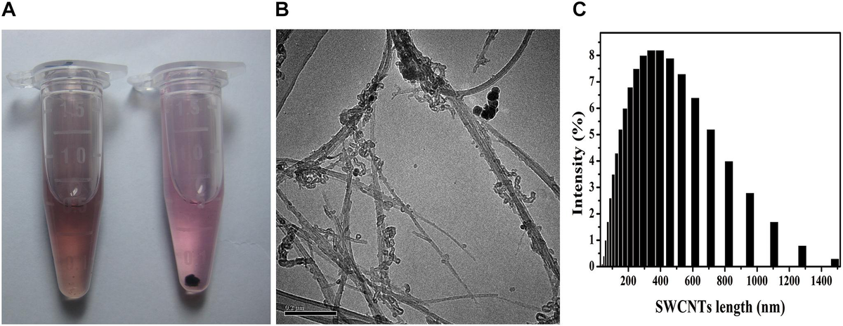 直哉 Frontiers | The Fate of SWCNTs in Mouse Peritoneal