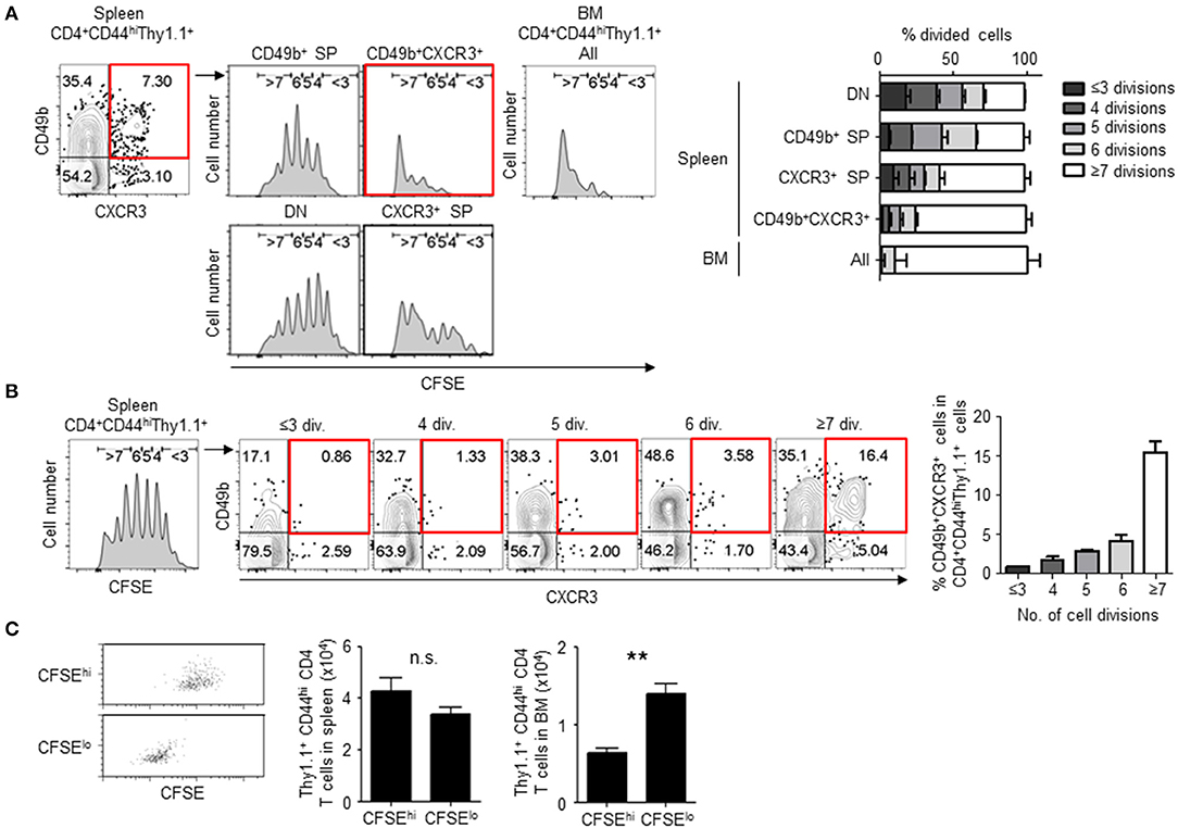 Frontiers | Enhanced Cell Division Is Required for the Generation