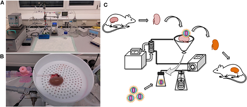 Frontiers | Genetic Engineering of the Kidney to Permanently