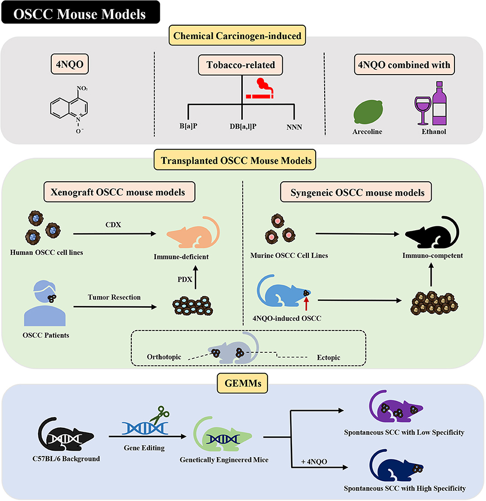  ls models naked little Frontiers | Mouse Tumor-Bearing Models as Preclinical Study Platforms for  Oral Squamous Cell Carcinoma